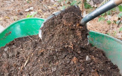 Shovel Pours Compost into Wheelbarrow