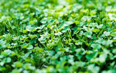 A field of clovers